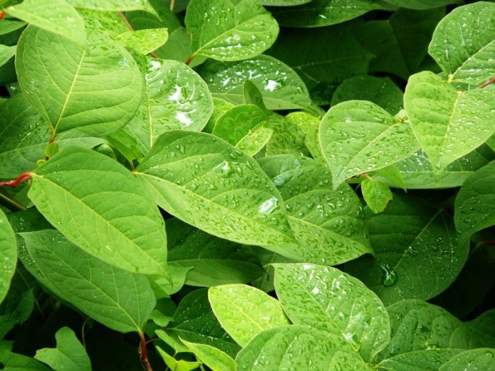 После дождя